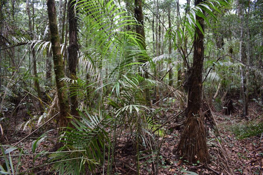 True size of world's largest tropical peatland revealed for the first ...