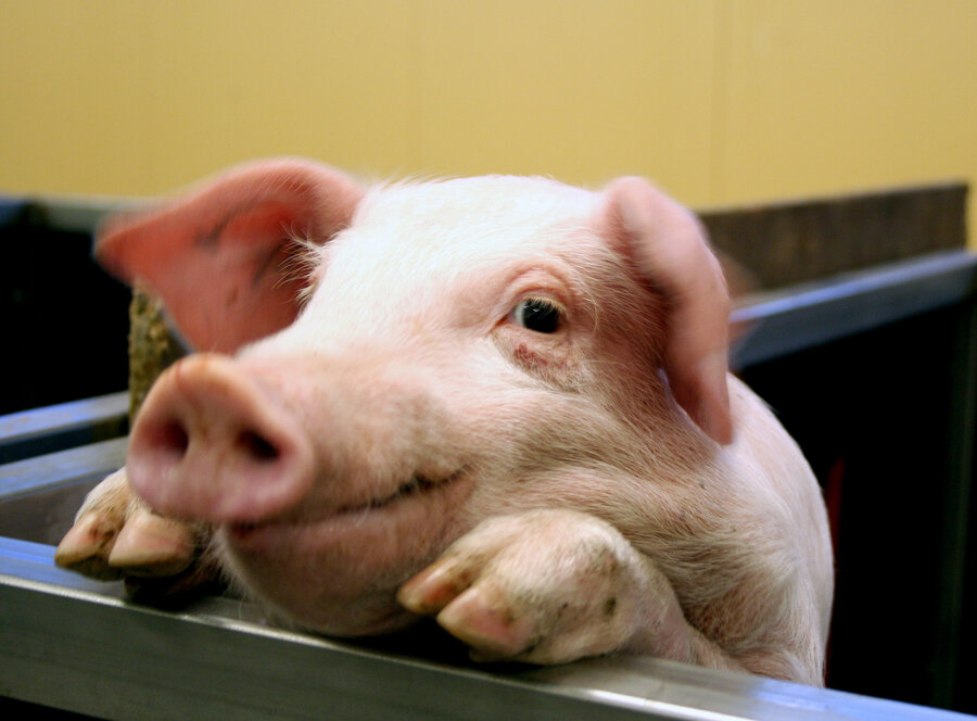 The PhD candidate will assess the impact of novel feeds in monogastric animals like pigs.