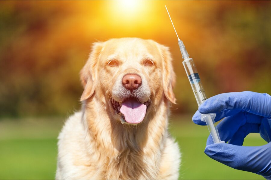 Selv om du følger alle regler for vaksiner, er det ingen garanti for at hunden ikke blir smittet av sykdom eller får med seg resistente bakterier hjem fra ferien. 