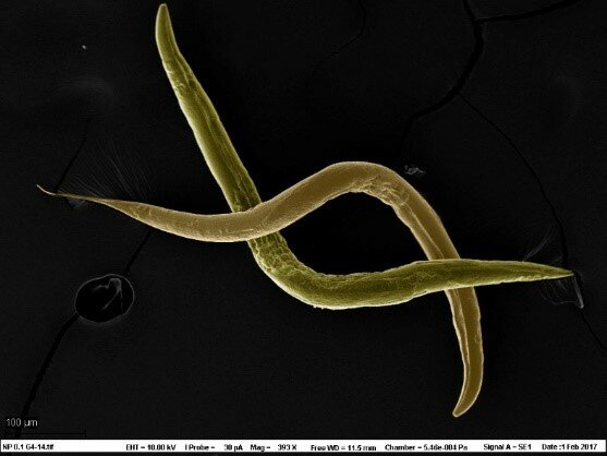 Nematoder