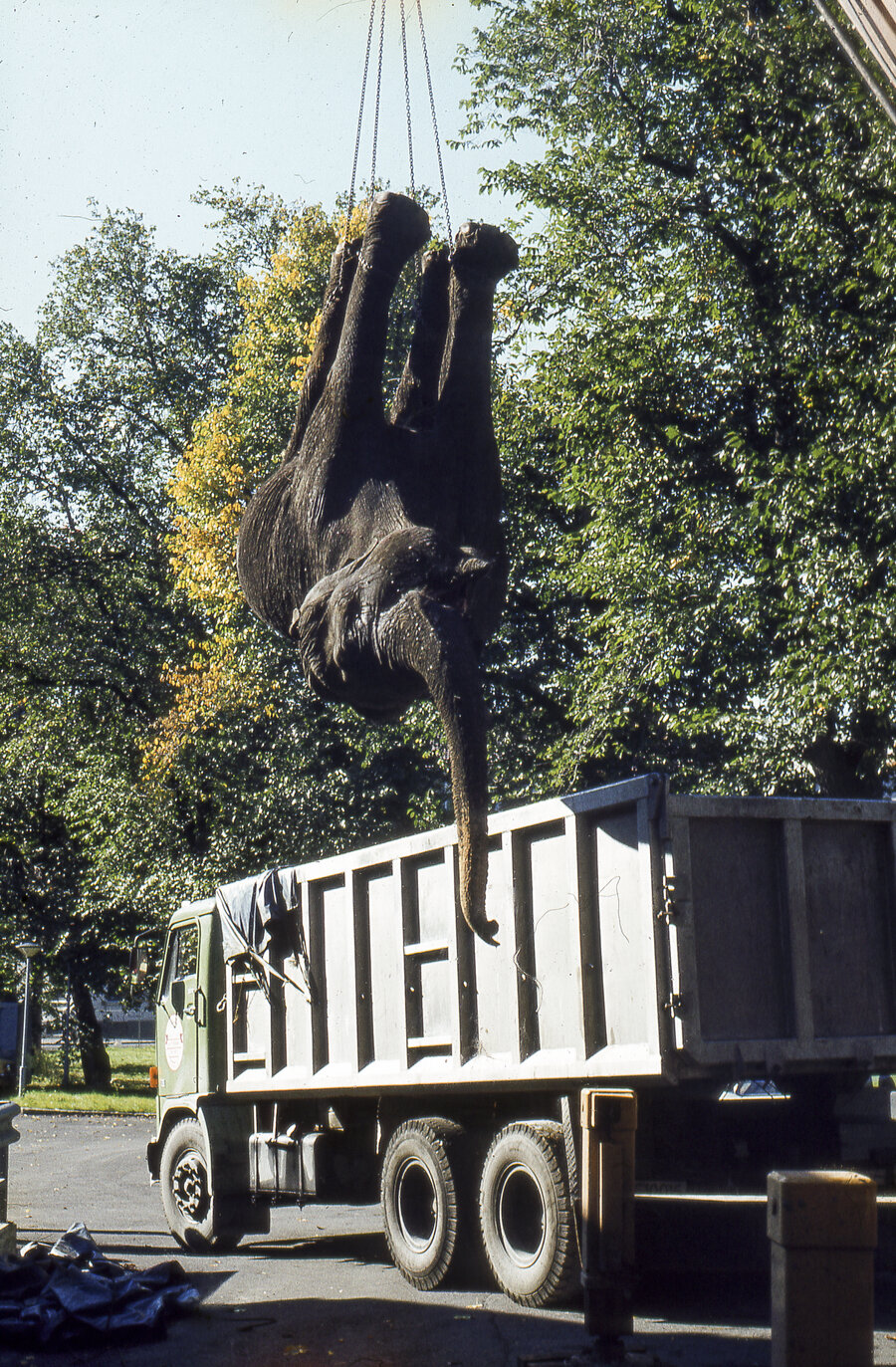 Elefanten Jangla var anslagsvis 3,5 tonn og måtte heises opp med kran for så å bli lagt i en lastebil. 