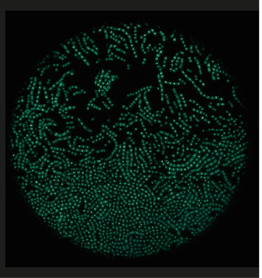 Pneumokokkar med fluorescerande celledelingsprotein. 