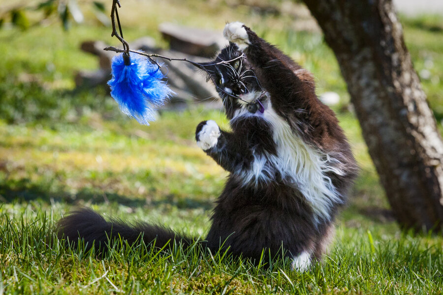 Katten Rampoline er 16 år gammel, men katteekspert Braastad leker fortsatt med henne. Jaktinstinktet gjør at Rampoline gjerne er med på lek med fjærdusk.