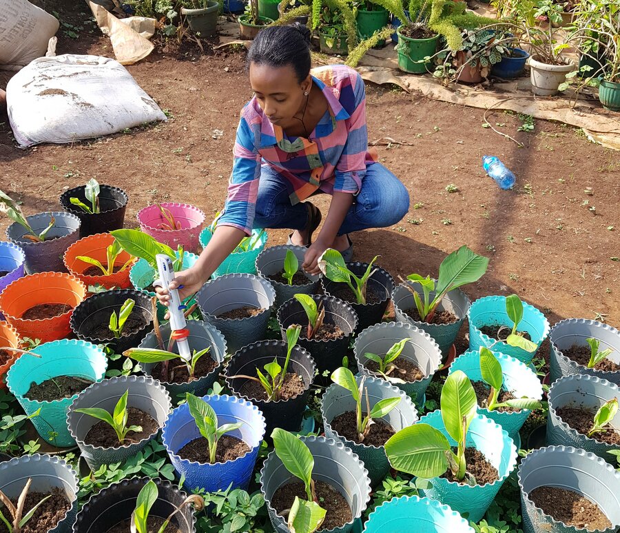 Ensete får mange sideskudd (suckers) per plante, som brukes til nye planter. Dette er også den viktigste spredningsmåten for skadelige nematoter. I naturen frøformeres plantene, noe som gir  nye kombinasjoner av egenskaper