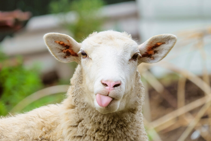 Sheep with its tounge out.