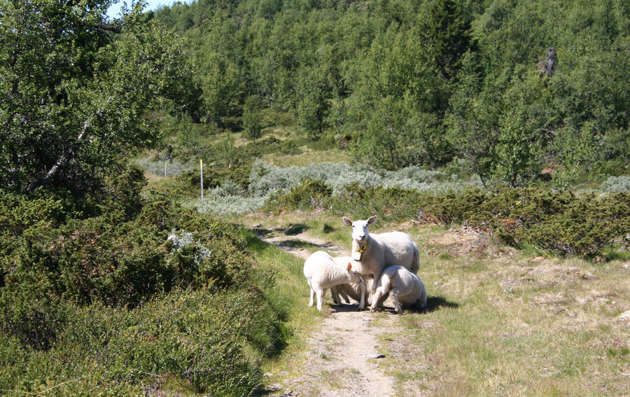 Ved en innføring av EAT-dietten vil sau på utmarksbeite vil bli et sjeldent syn, ifølge en analyse fra NMBU. (Foto: Janne Karin Brodin)