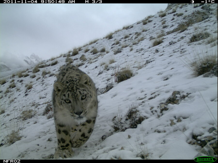 Bilde av snøleopard tatt med viltkamera.