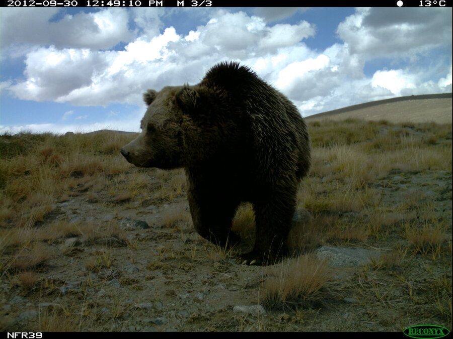 Bilde av Himalaya-brunbjørn tatt med viltkamera.