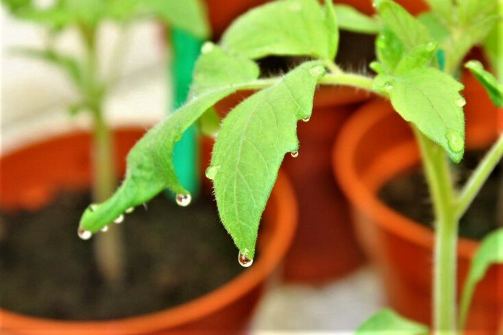 Doktorgradsavhandlingen viser at effektene av høy relativ fuktighet på plantenes vekst og hydraulisk respons er art-spesifikke. 
