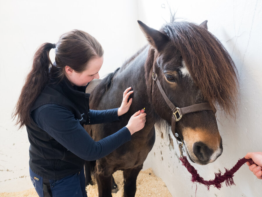 Her tar dyrepleier ved Dyresykehuset – hest, Erika Wikenstedt, blodprøve av en pasient.  