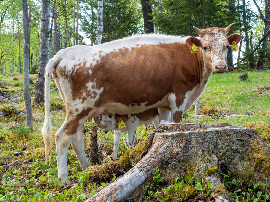 Doris og Juliane går sammen med en liten flokk kyr på utmarksbeite på Skogen gård. 