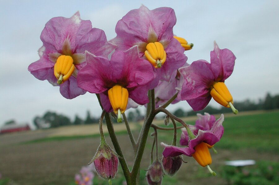 Potetblomst. ‘…. potittgraset bløme som lilla orkide'r ….’ for å sitere Alf  Prøysen. 
