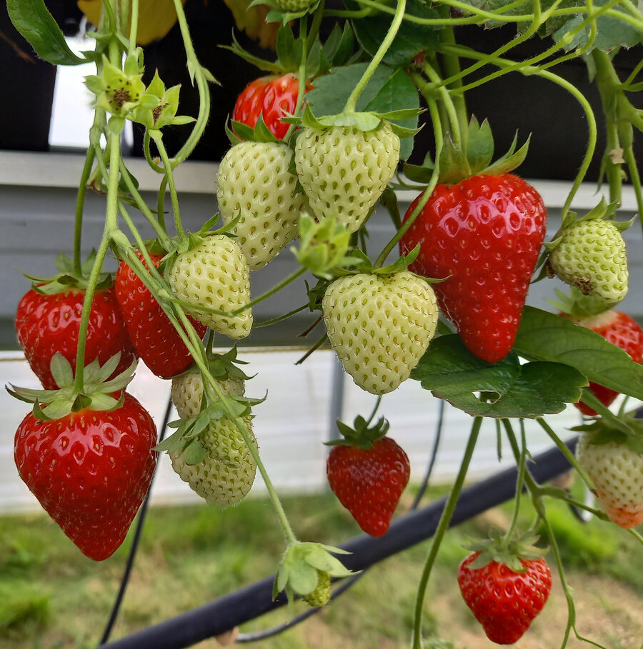 Jordbær i plasttunnel gir mange dyrkings- og kvalitetsmessige fordeler