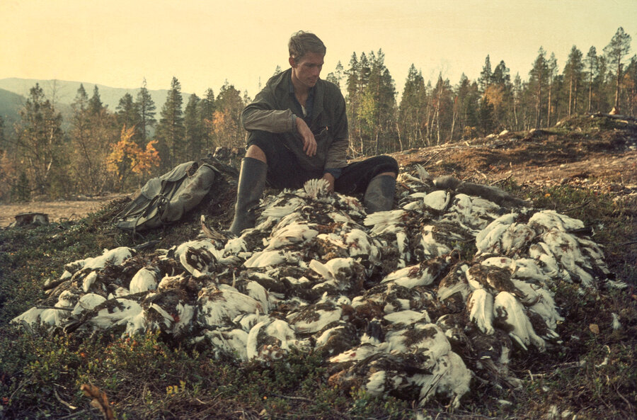 Gode rypeår har blitt stadig sjeldnere, men i 1966 var produksjonen bra over det meste av Skandinavia. Her fra Dividalen, Troms høsten 1966. 