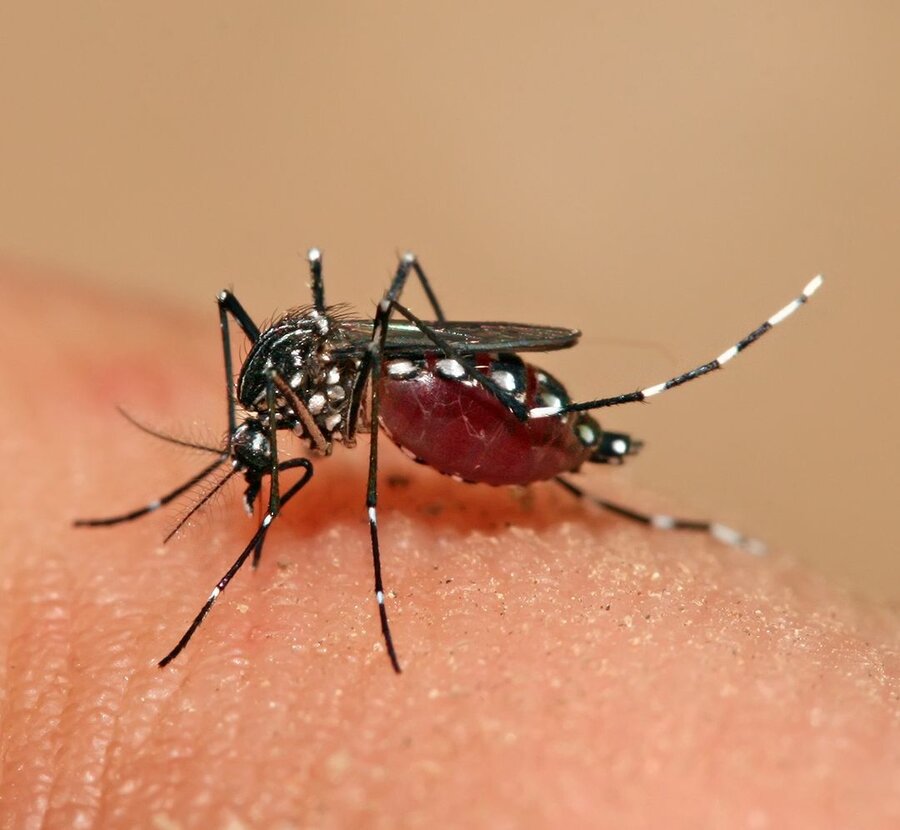Aedes aegypti - kan overføre dengue, Zika, chikungunya og gulfeber.
