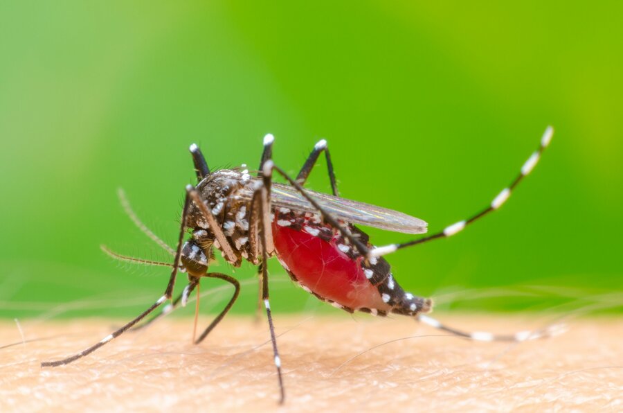 Gulfebermygg (Aedes aegypti) kan bla. spre dengue-, zika- og chikungunyavirus.