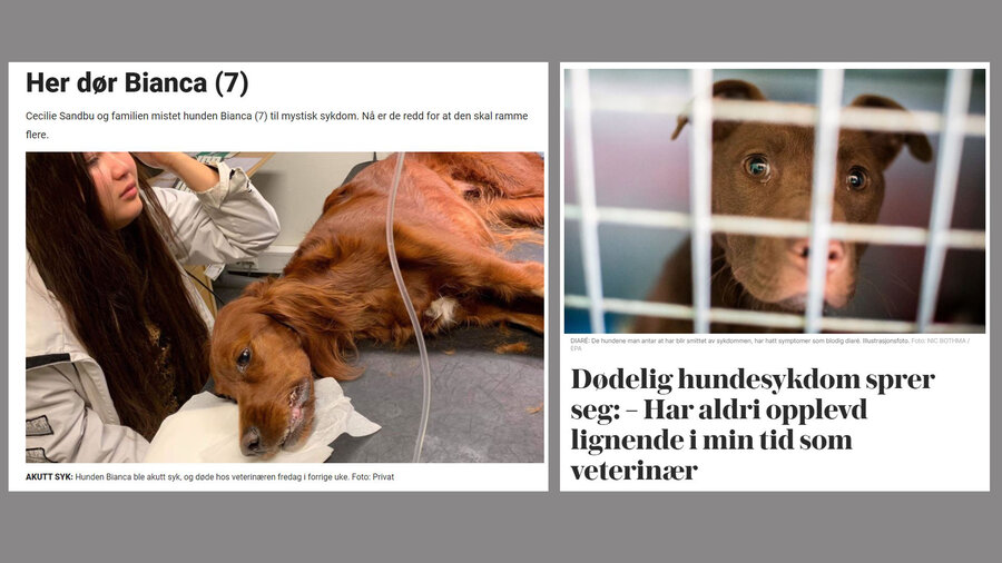 Hundesykdomsutbruddet fikk mye oppmerksomhet i media. Her er oppslag fra Dagbladet.no (05.09.2019) og VG.no (05.09.2019).