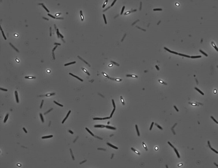 B. licheniformis bakterieceller med lysende forsporer som dannes inne i cellen, før bakteriecellene går i oppløsning og vi får frie sporer.