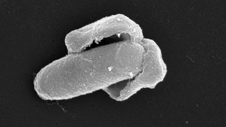 Her ser vi en Bacillus licheniformis-spore som våkner til live; sporeskallet sprekker og en voksende bakterie kommer ut. 