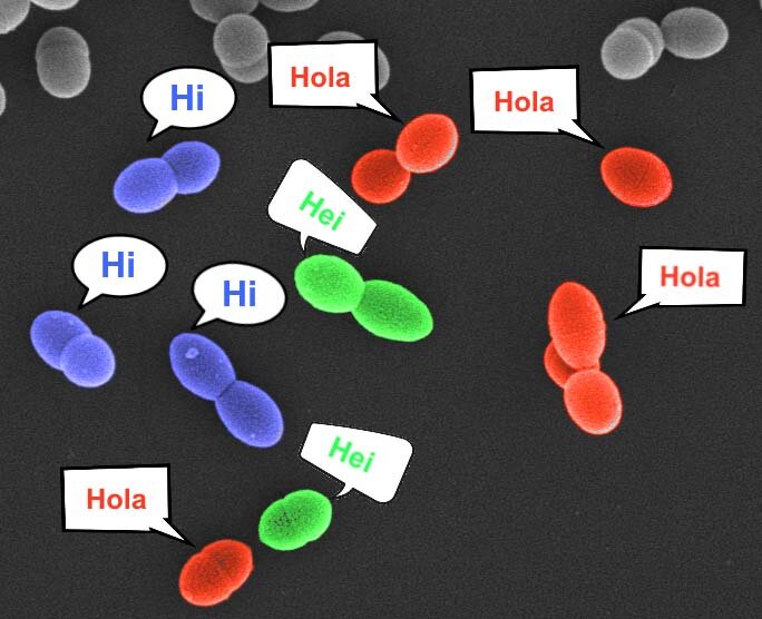 Bakterier snakker ikke samme språk. De sender ut små signalmolekyler for å snakke med sin egen «flokk». Slik kan samme type bakterier for eksempel bli enige om å lage bakteriosin samtidig. 