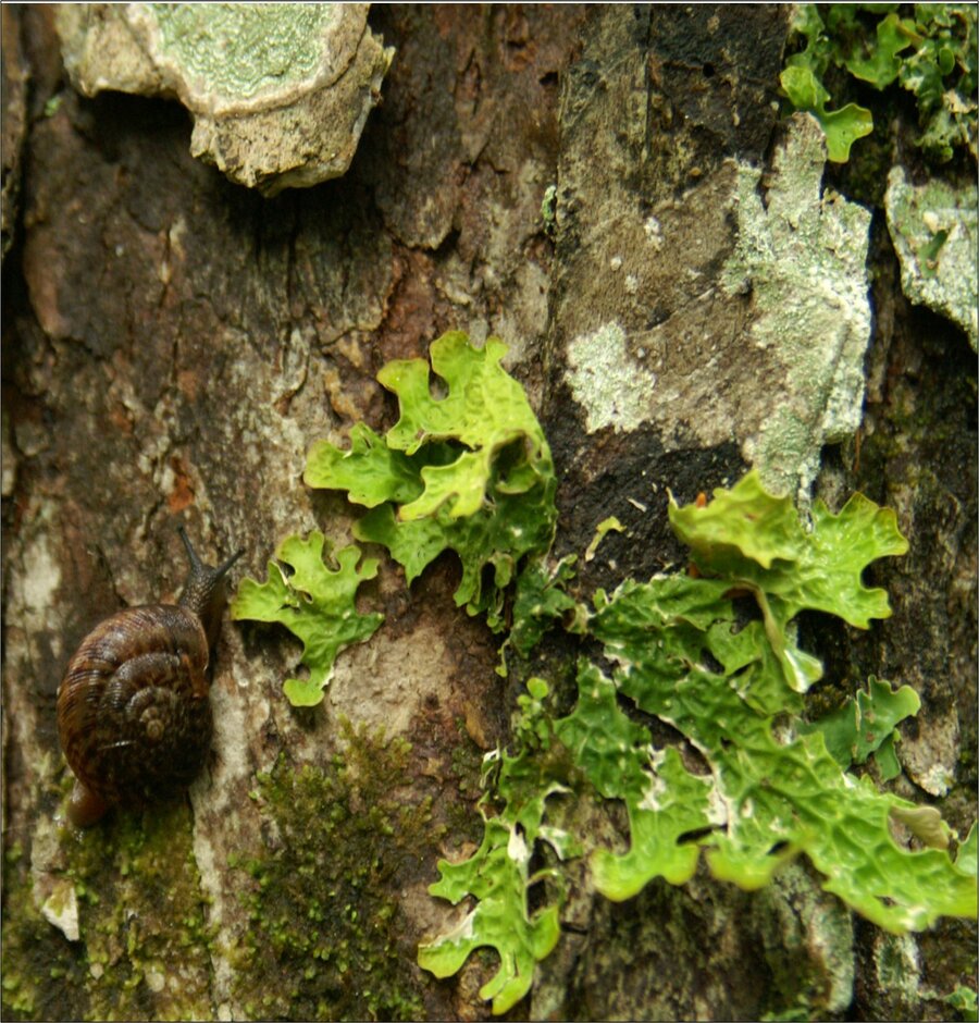 Lav infisert av parasitten Plecocarpon lichenum som blir spist av en snegl. 
