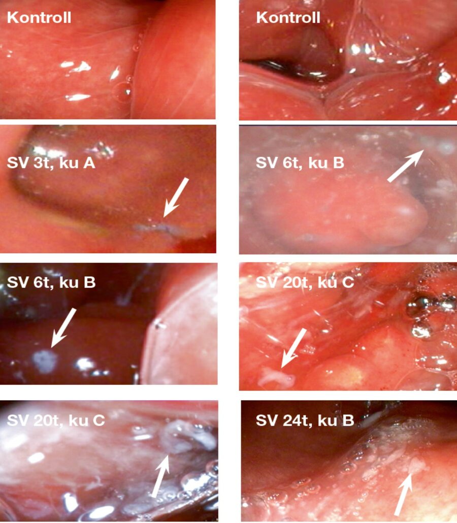 Endoskopi av børen som viser at SpermVital-gelen (SV-gel) kan påvises i kua 24 timer etter inseminering. Bildene viser slimhinne fra ku i brunst og uten farget SpermVital-gel (kontroll, bilde uten SV-gel); SV-gel farget med blått fargestoff (piler) 3 time