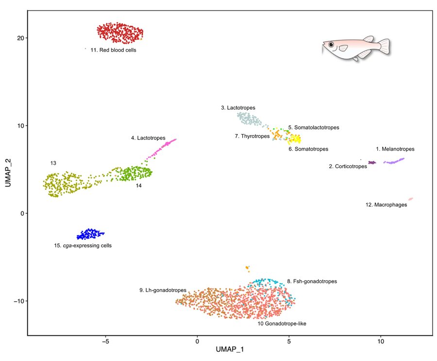 Illustrasjon av distinkte celletyper hos medaka-hypofysen. Hver prikk representerer en celle, og celler er gruppert sammen basert på lignende genekspresjonsprofiler.