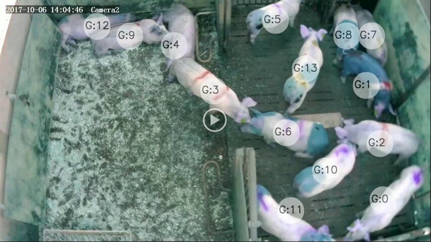 Skjermdump fra video hvor hver gris sin gjøren og laden bli kontinuerlig registrert. Et maskinlæringsprogram registrerer og gjenkjenner slikt som øre- eller halebiting, passivitet, rett eller krøll på halen, slåssing, lek og utforsking.