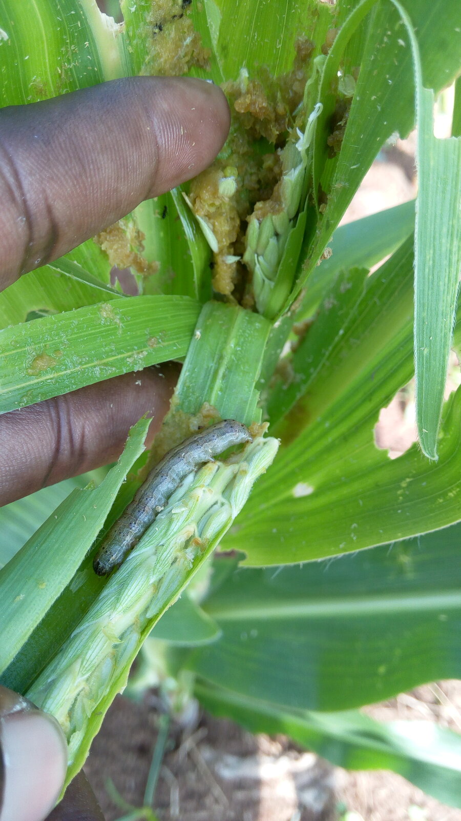 Insektet Spodoptera frugiperda angriper en rekke plantearter, men mest skade gjør det på mais, her fra angrep på vekstpunktet.