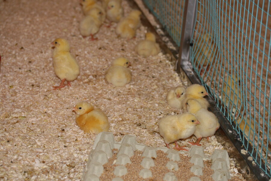 I studien fikk kyllingene fôr med ulike sammensetninger av stoffer og ulike mengder med stivelse og fett. 