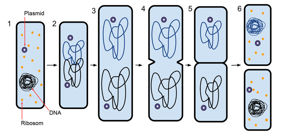Slik kopierer bakterien seg selv:
1. Bakterien før celledelingen. DNA er kveilet opp.
2. DNA har replikert (kopiert seg selv) før celledelingen starter.
3. Bakterien øker i størrelse, og DNA beveger seg til hver side av bakterien.
4. En ny cellevegg b