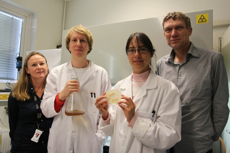 På Campus Ås jobber Gry Alfredsen og Olav Aaseth Hegnar fra NIBIO og Aniko Varnai og Vincent Eijsink fra NMBU sammen for å avsløre brunråtesoppens hemmeligheter.