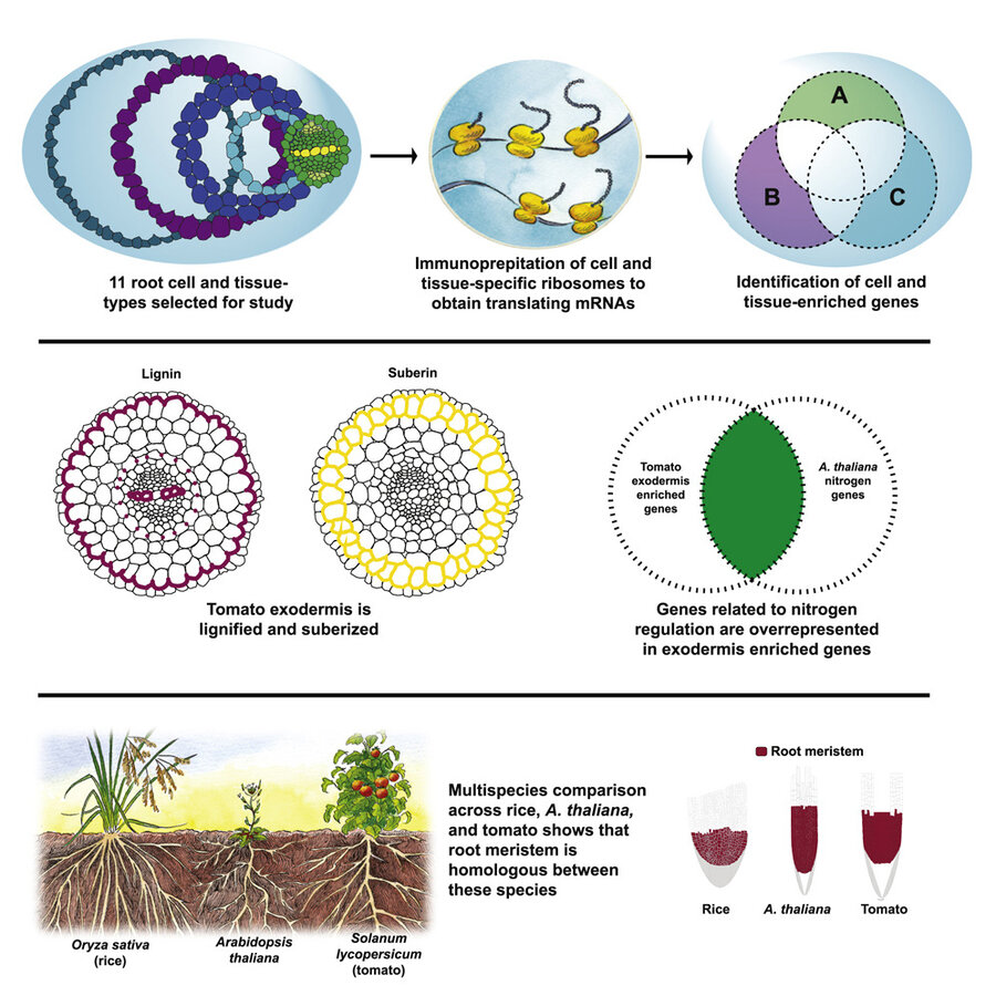 Graphical abstract of the article: "Innovation, conservation, and repurposing of gene function in root cell type development", published in Cell, May 18 2021. 