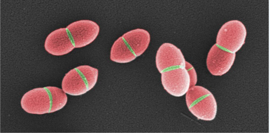 Illustrasjonen viser celler som deler seg. Rød cellevegg er modnet cellevegg, mens det grønne er ny cellevegg i delingssonen. Det er det grønne som omdannes til det røde av klasse A PBP-er. (Fargene på bildet er lagt på digitalt.) 