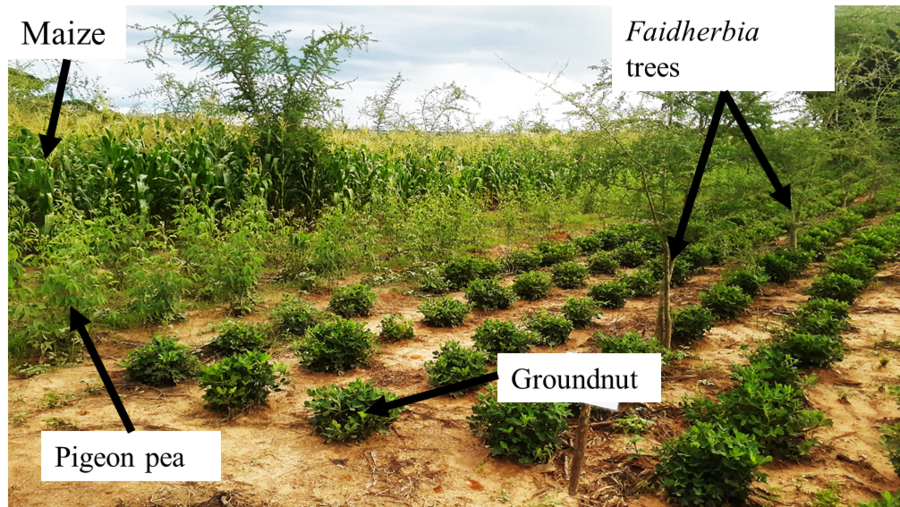 Conservation farming in Zambia.