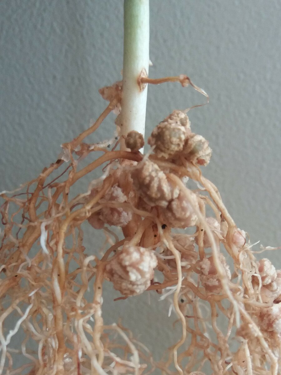 Alfalfa root nodules infected with symbiotic Ensifer strain AC50a.