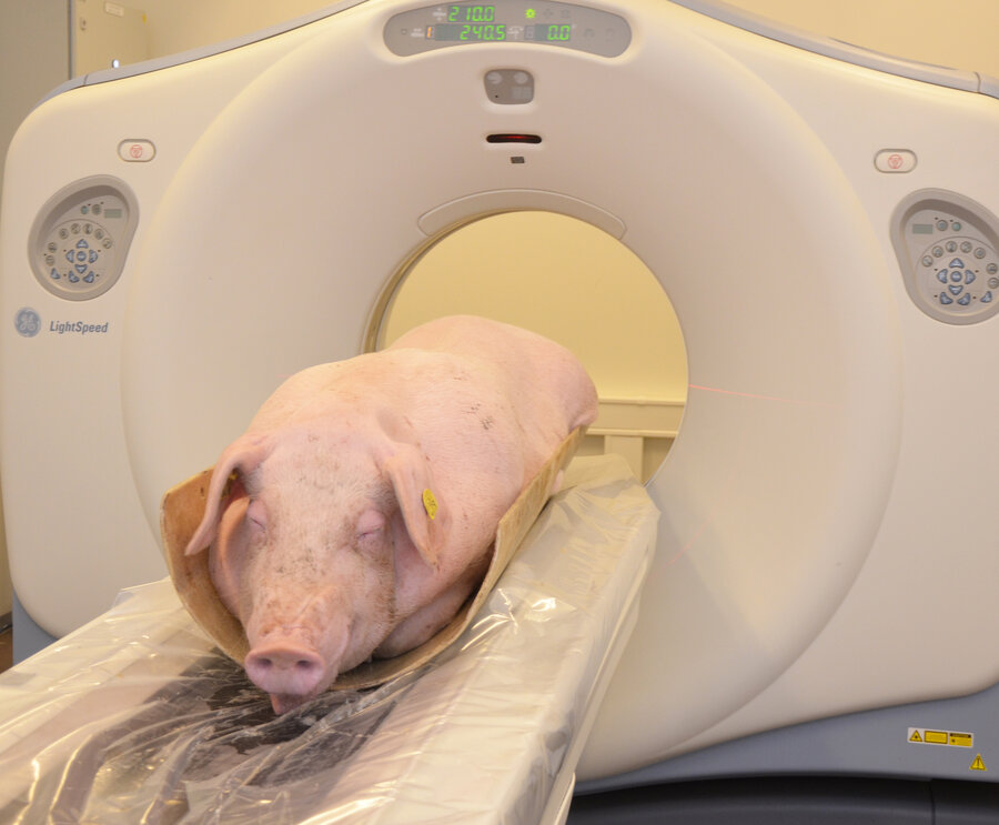 CT scanning ble brukt på levende dyr for å se graden av oseteokondrose 