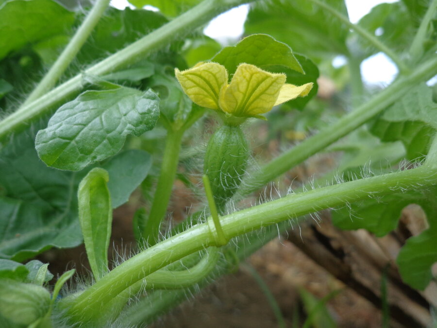 Melon plant flower. 