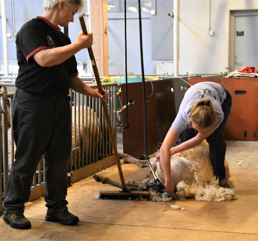 Caroline sørger hele tiden for å sortere ulla, etter hvert som sauen klippes.