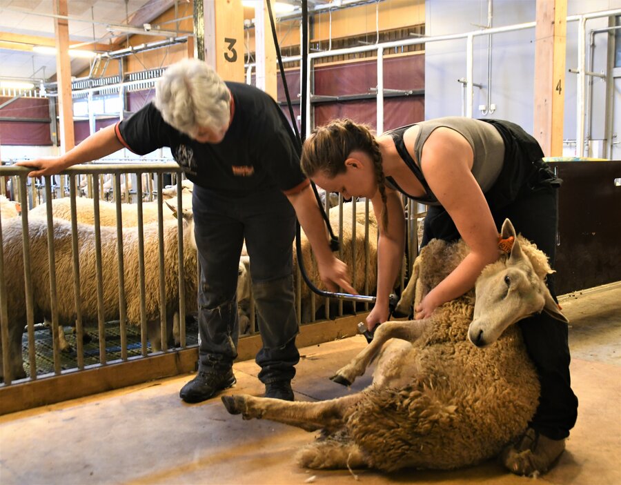 Linda Årvik er odelsjente fra Hardangerfjorden. Hun går siste året (5) som master på Husdyrvitenskap. Dette er hennes første sau hun klipper. Under kyndig hjelp av Caroline.