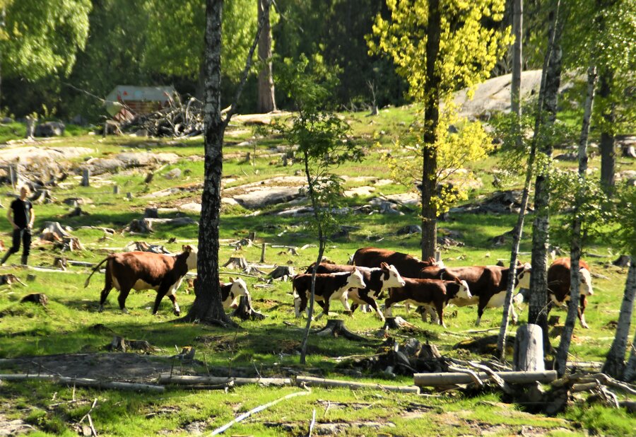 Er alle dyr til stede? Er de friska og raske eller trenger de inn for ekstra tilsyn? Noen ganger må man hele beitet rundt for å finne alle dyr.
