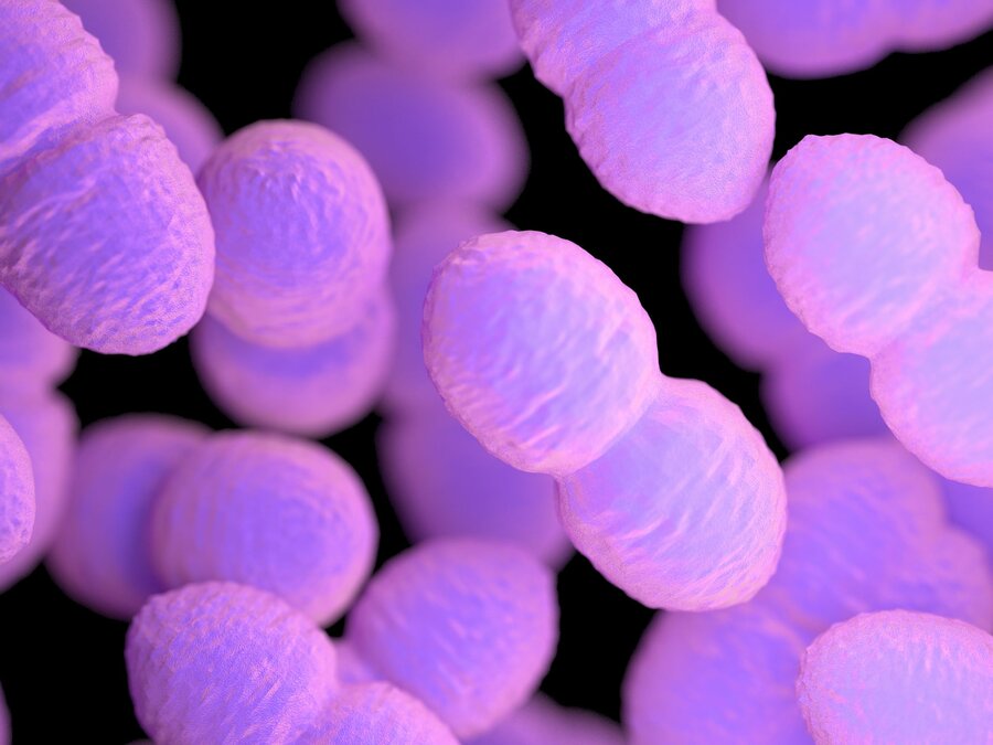 Illustrasjon av enterokokkbakterier sett gjennom mikroskop.