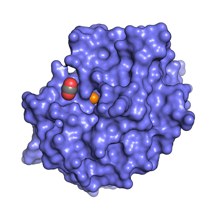 Illustrasjonen viser enzym i blått, kobber i oransje og CO2 i grått og rødt. 