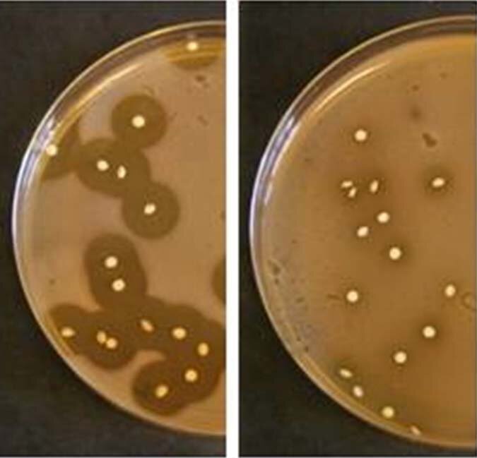 Regulert bakteriosin-produksjon – til venstre med og til høyre uten tilsatt feromon. 