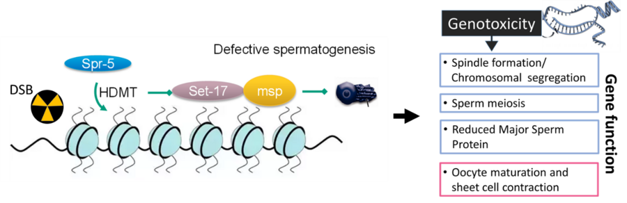 Figure 3. Proposed model for gamma radiation induced defective sperm meiosis in the C. elegans hermaphrodite. Repair of complex DNA damage such as DSB is initiated via histone demethylation by spr-5, which concomitantly represses set-17 regulated genes in