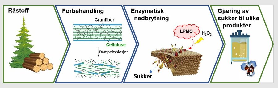 Figuren viser prosessen fra råstoffet (treverket) blir behandlet med dampeksplosjon for å frigjøre granfiber, før LPMO-enzymer tilsettes for å hente ut sukkeret fra fibrene. Til slutt gjæres sukkeret og kan brukes til flere ulike produkter, som bio-plast,