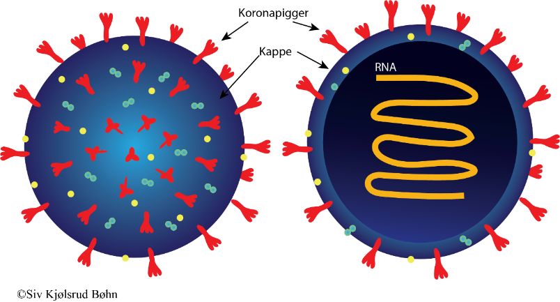 I tillegg til «koronapiggene» består koronavirus av en kuleformet kappe av fett som omgir arvestoffet (RNA). Viruset har også andre proteiner i tillegg til «koronapiggene», blant annet noen proteiner i overflaten som er med på å gi viruset kulefasong. 