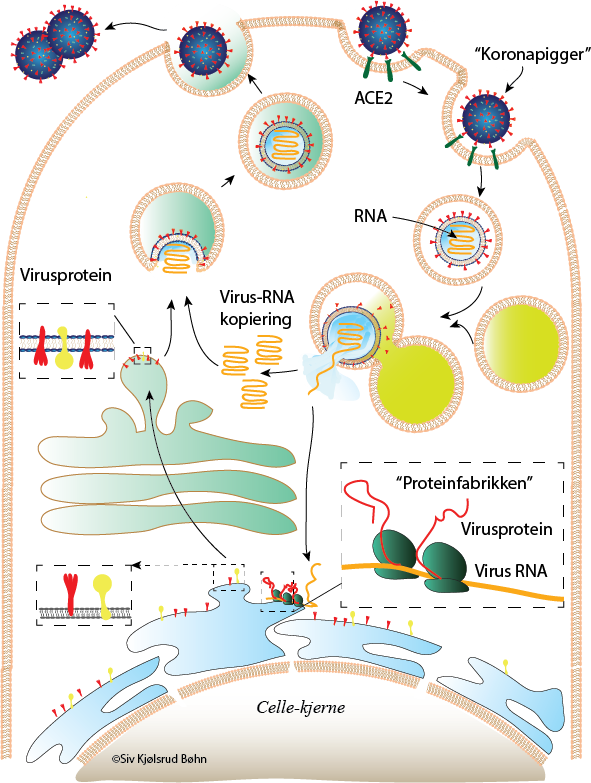 Figur 2. Koronaviruset kommer seg inn i cellen og får cellen til å produsere nye viruspartikler. 