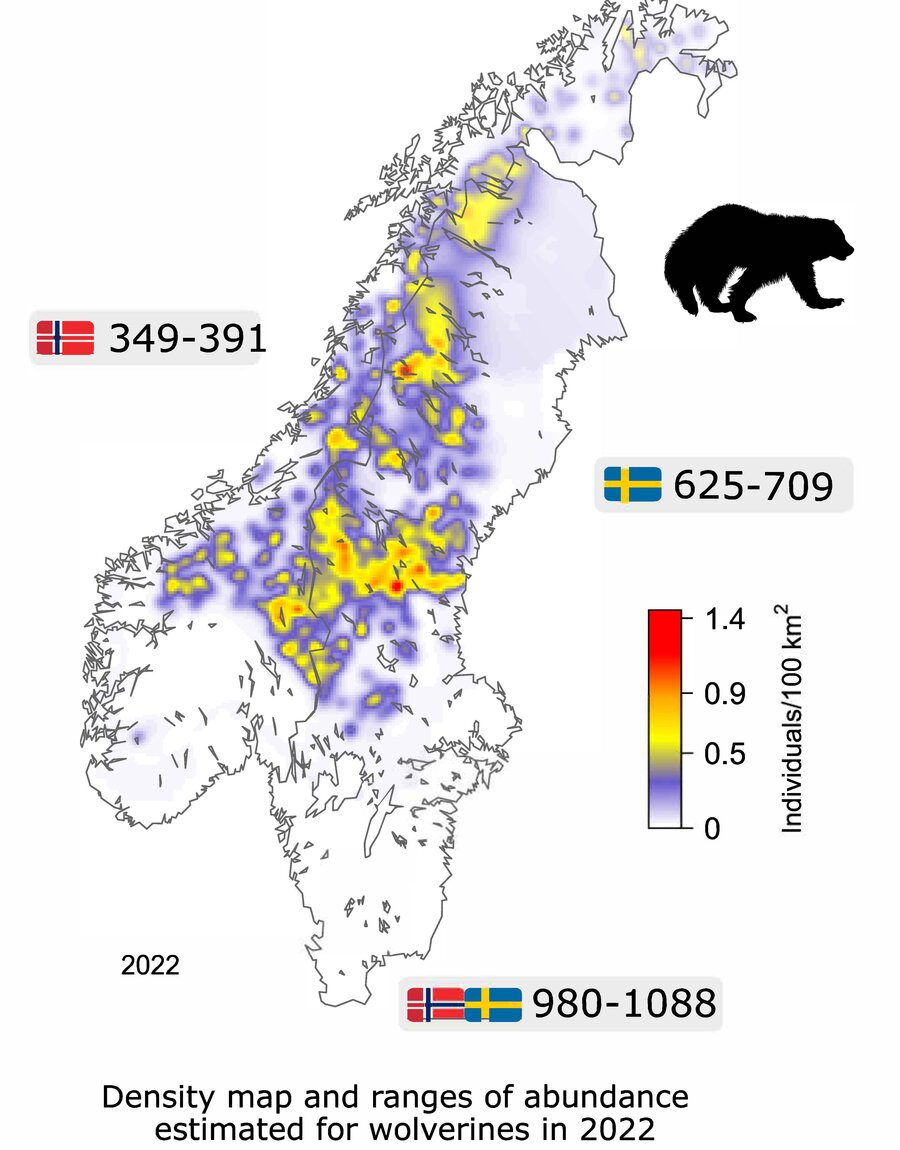 Wolverine in Norway