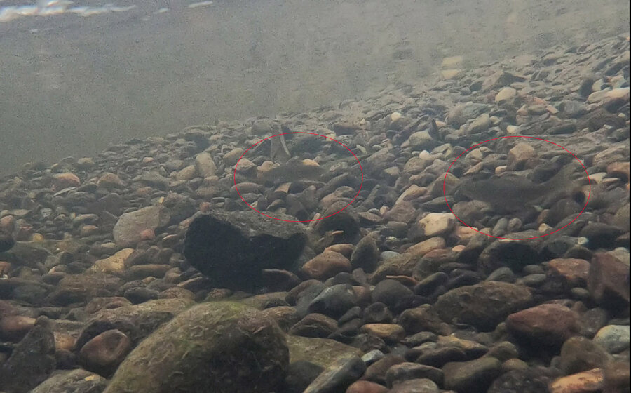 Grus og grov stein erstatter leire og silt i bunnen slik at fisken og bunndyr kan finne skjul og trives. Her trives fisken